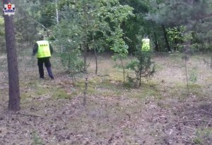 Umundurowani policjanci na poszukiwaniach w lesie.