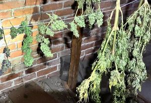 sadzonki marihuany zawieszone na sznurku