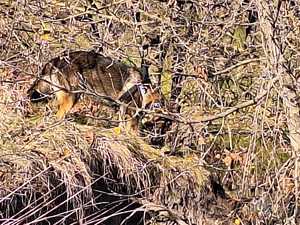 pies tropiący na poszukiwaniach zaginionego