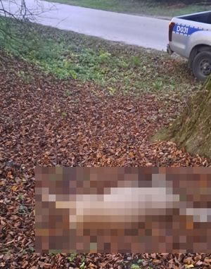 na poboczu drogi na ziemi leży martwa sarna, w tle widać radiowóz policyjny