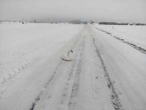 łabędź siedzi na środku zaśnieżonej jezdni