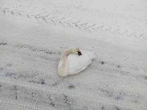 łabędź siedzi na zaśnieżonej jezdni