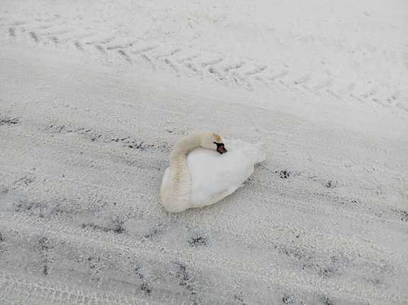 łabędź siedzi na zaśnieżonej jezdni