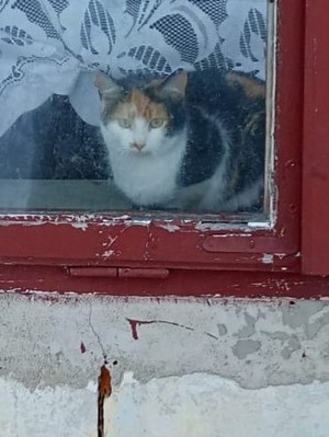 kot siedzący za szybą okienną