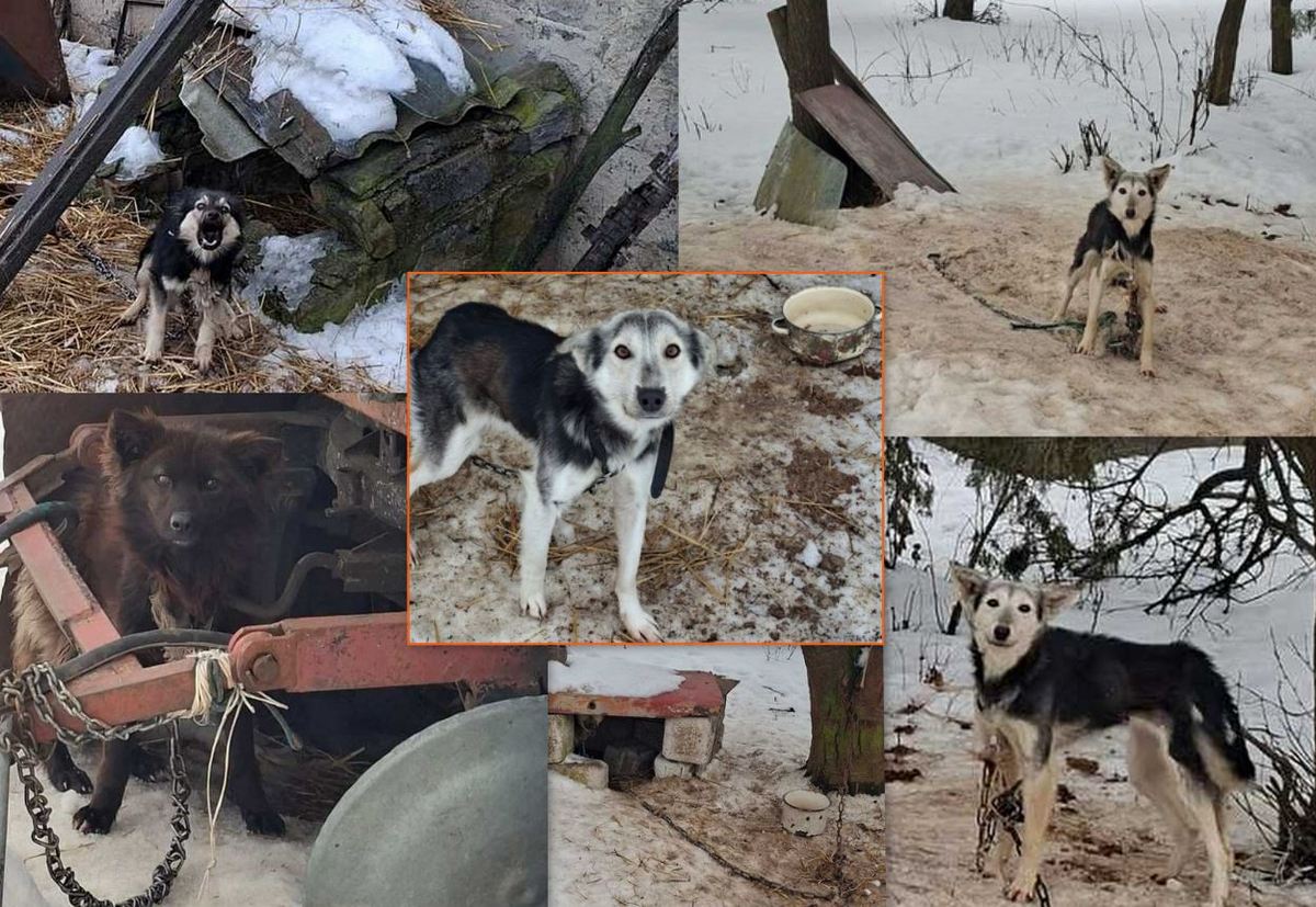 16 psów w złych warunkach bytowych. 52-letni małżonkowie odpowiedzą za znęcanie nad zwierzętami